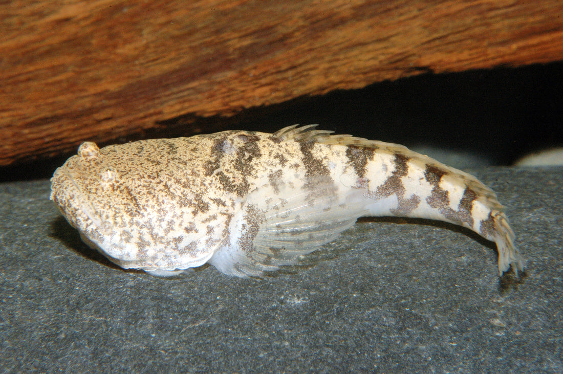 Peru-Krötenfisch