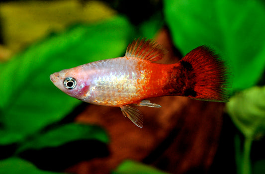 Mickey-Mouse-Flamingo-Platy