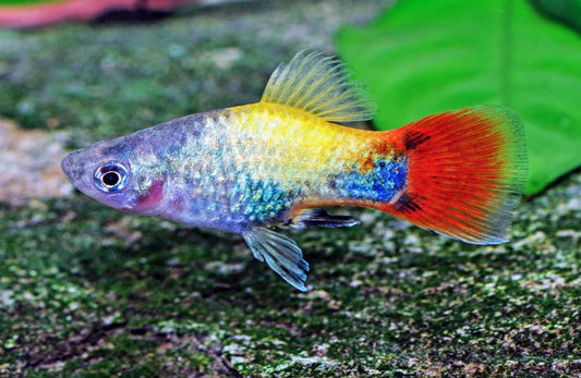 Blue-Butterfly-Platy