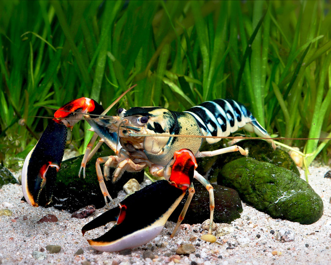 Neuer Cherax aus Papua