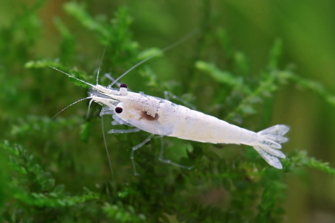 Neue weiße Neocaridina-Variante