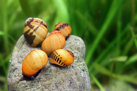 Eine neue Rennschnecke