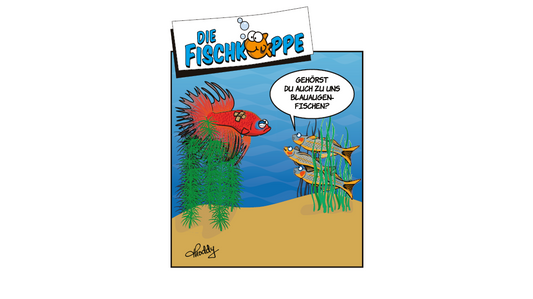 Die Fischköppe aus aquaristik 1/2025