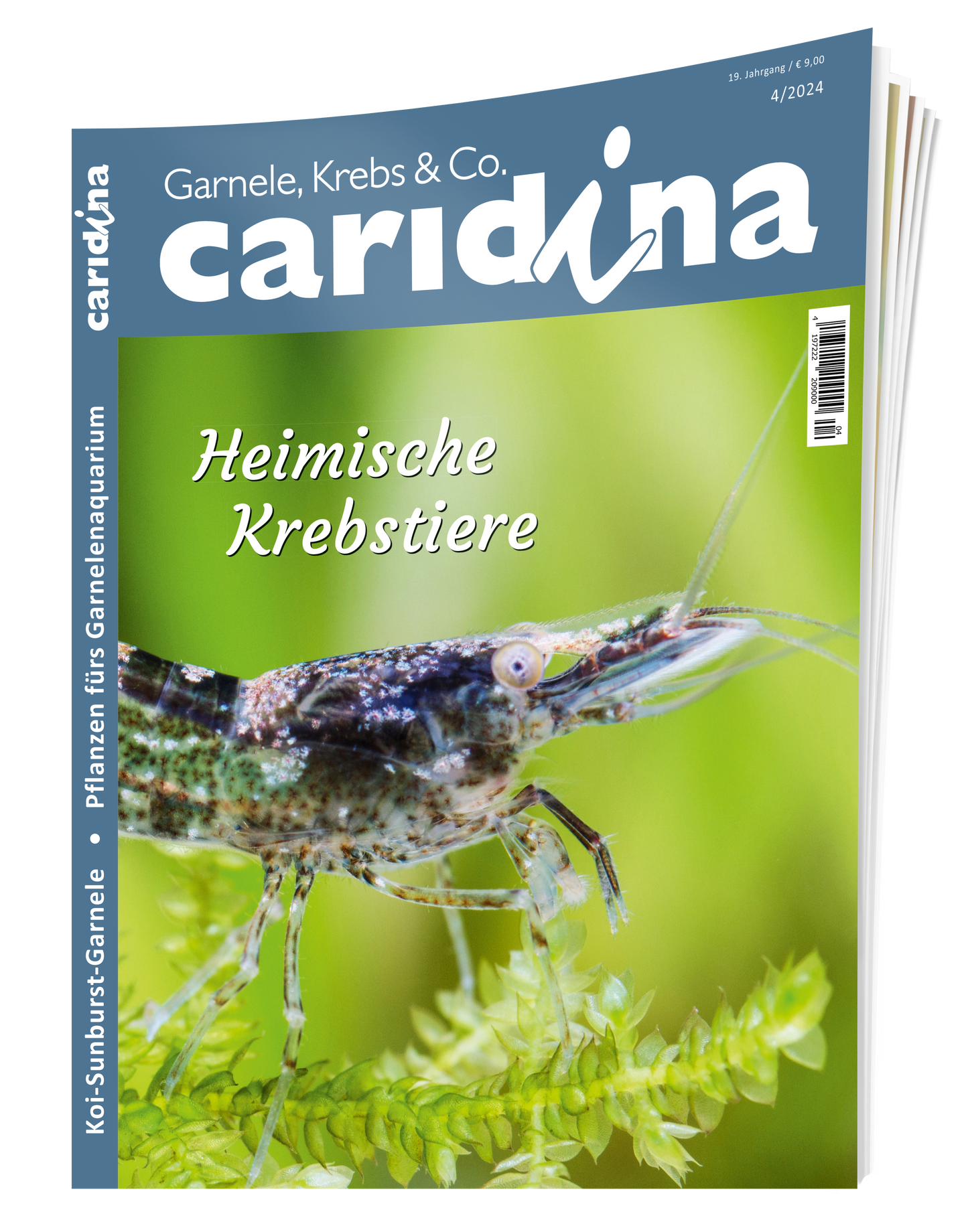 2024/4 caridina