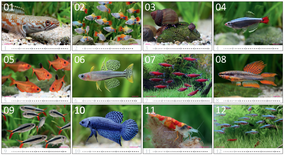 aquaristik Kalender 2025