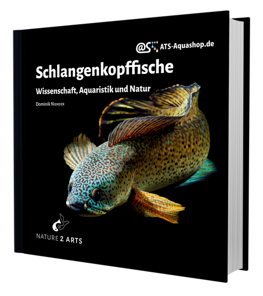 Schlangenkopffische