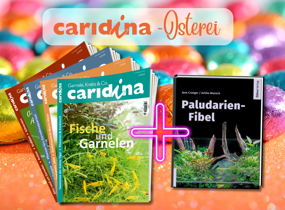 Das caridina-Osterei