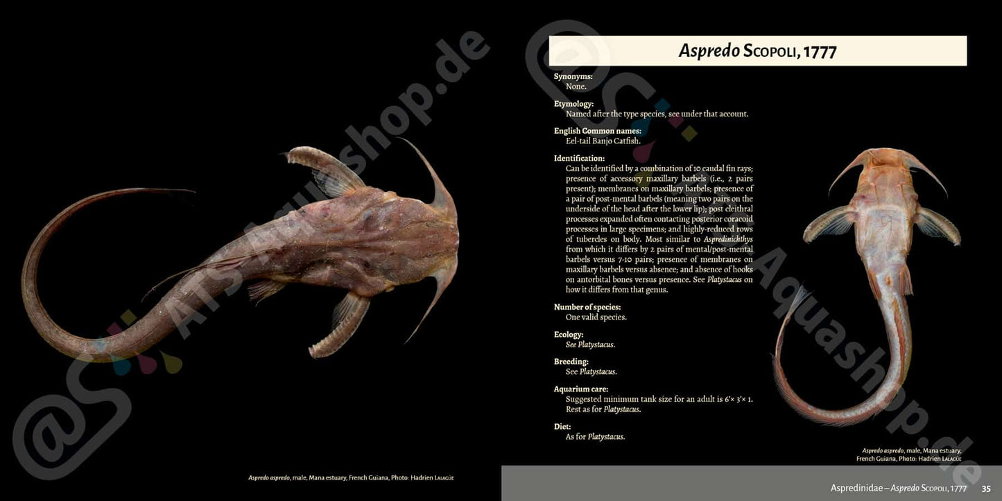 Banjos, Dorads and Woodcats – Aspredinidae, Doradidae and Auchenipteridae Catfishes