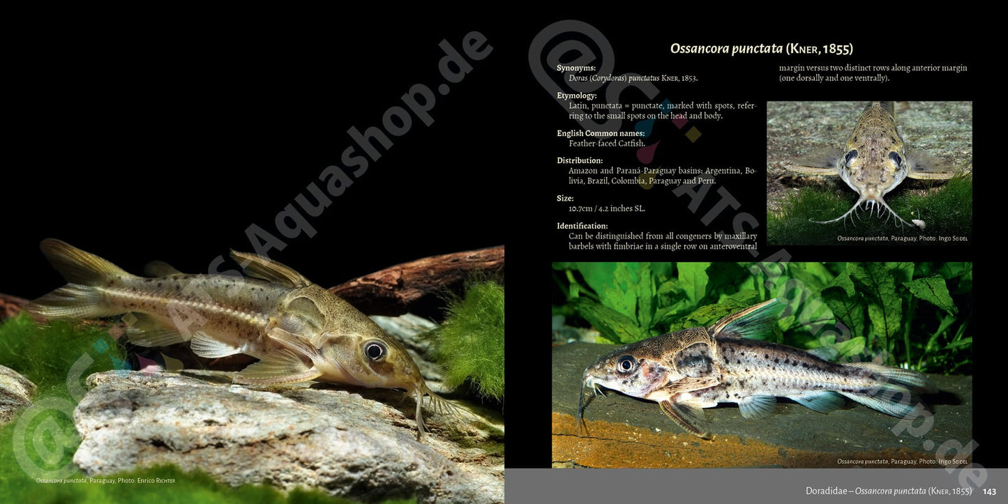 Banjos, Dorads and Woodcats – Aspredinidae, Doradidae and Auchenipteridae Catfishes