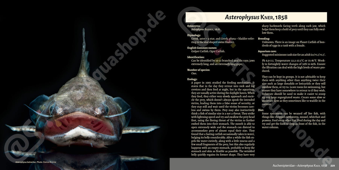 Banjos, Dorads and Woodcats – Aspredinidae, Doradidae and Auchenipteridae Catfishes