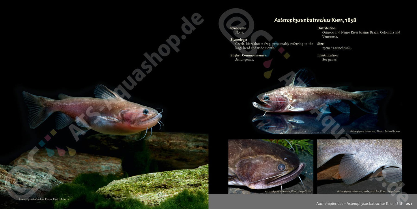 Banjos, Dorads and Woodcats – Aspredinidae, Doradidae and Auchenipteridae Catfishes