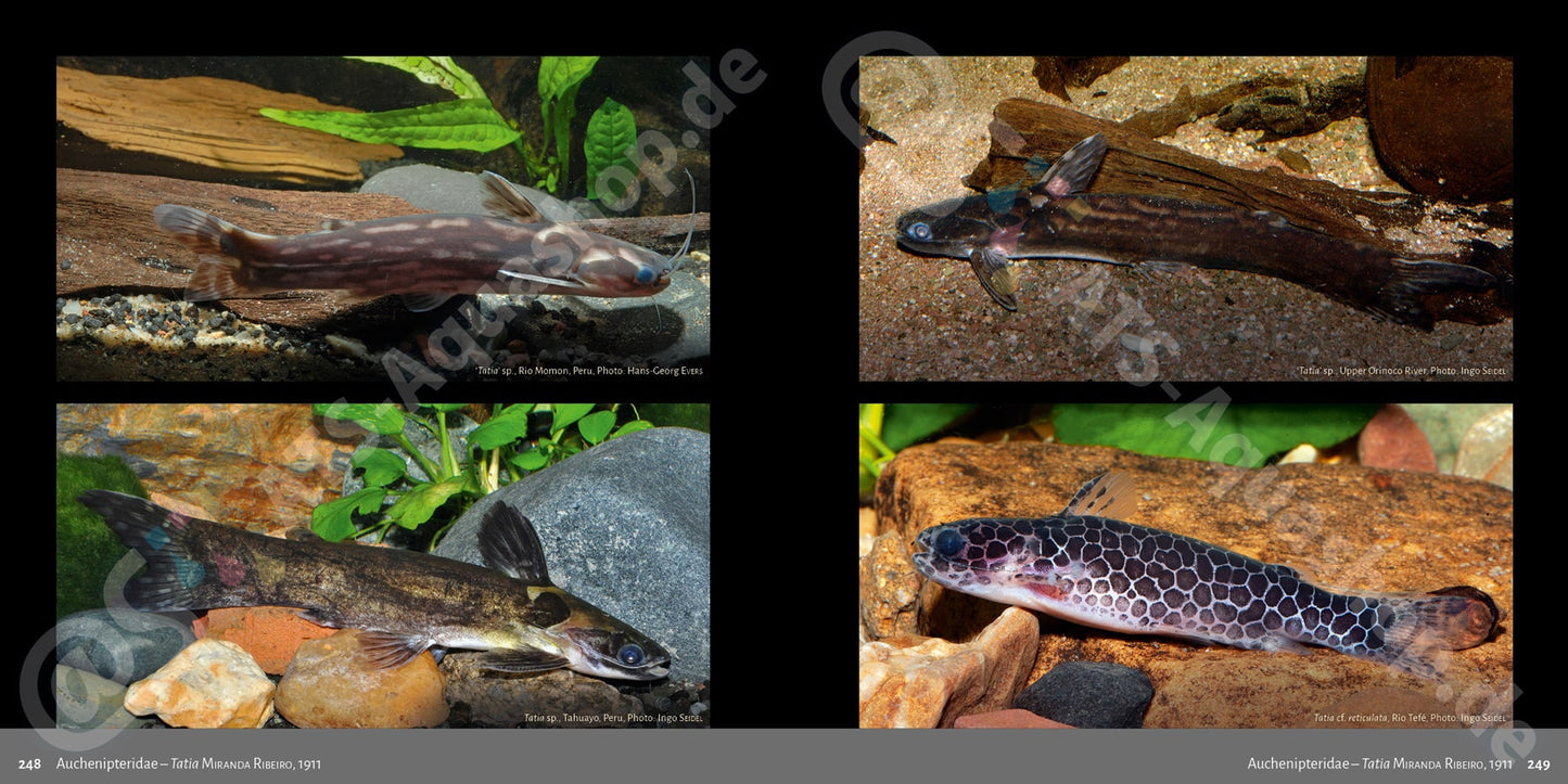 Banjos, Dorads and Woodcats – Aspredinidae, Doradidae and Auchenipteridae Catfishes